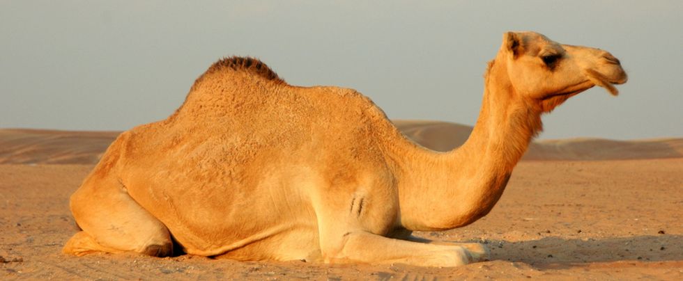 5 Reasons Camel Milk Is The New Super Food