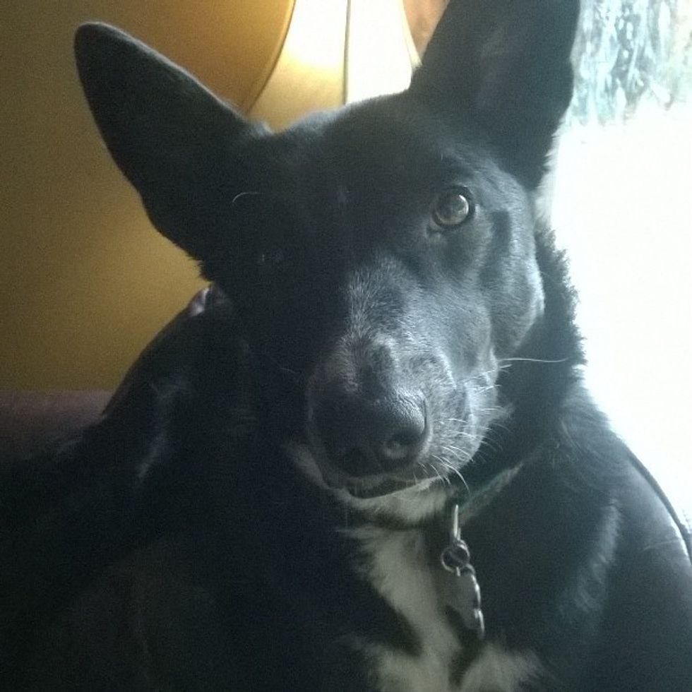 4 Reasons Why Dogs Are An Irreplaceable Part of the Family