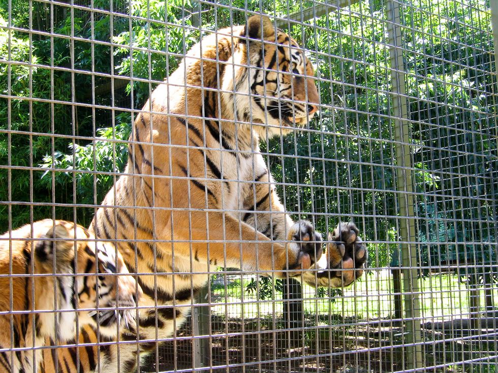 Zoos: The Optimistic Answer For The Ethical Dilemma