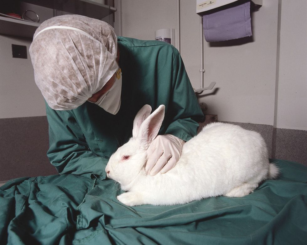 Animal Testing Has Become A Big Part Of Society Today But Still Has Its Worth Questioned