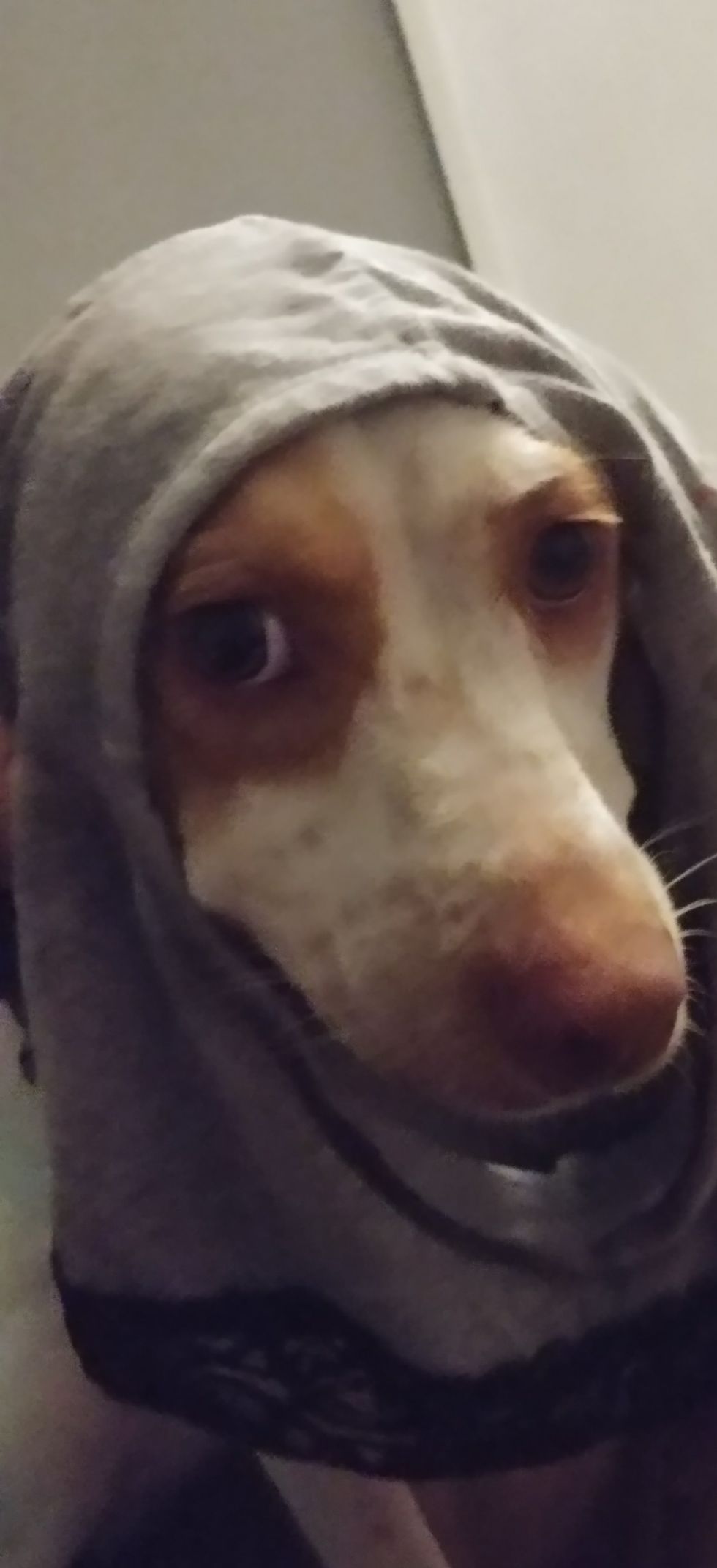 5 Reasons Why You Should Be the Person Your Pet Deserves