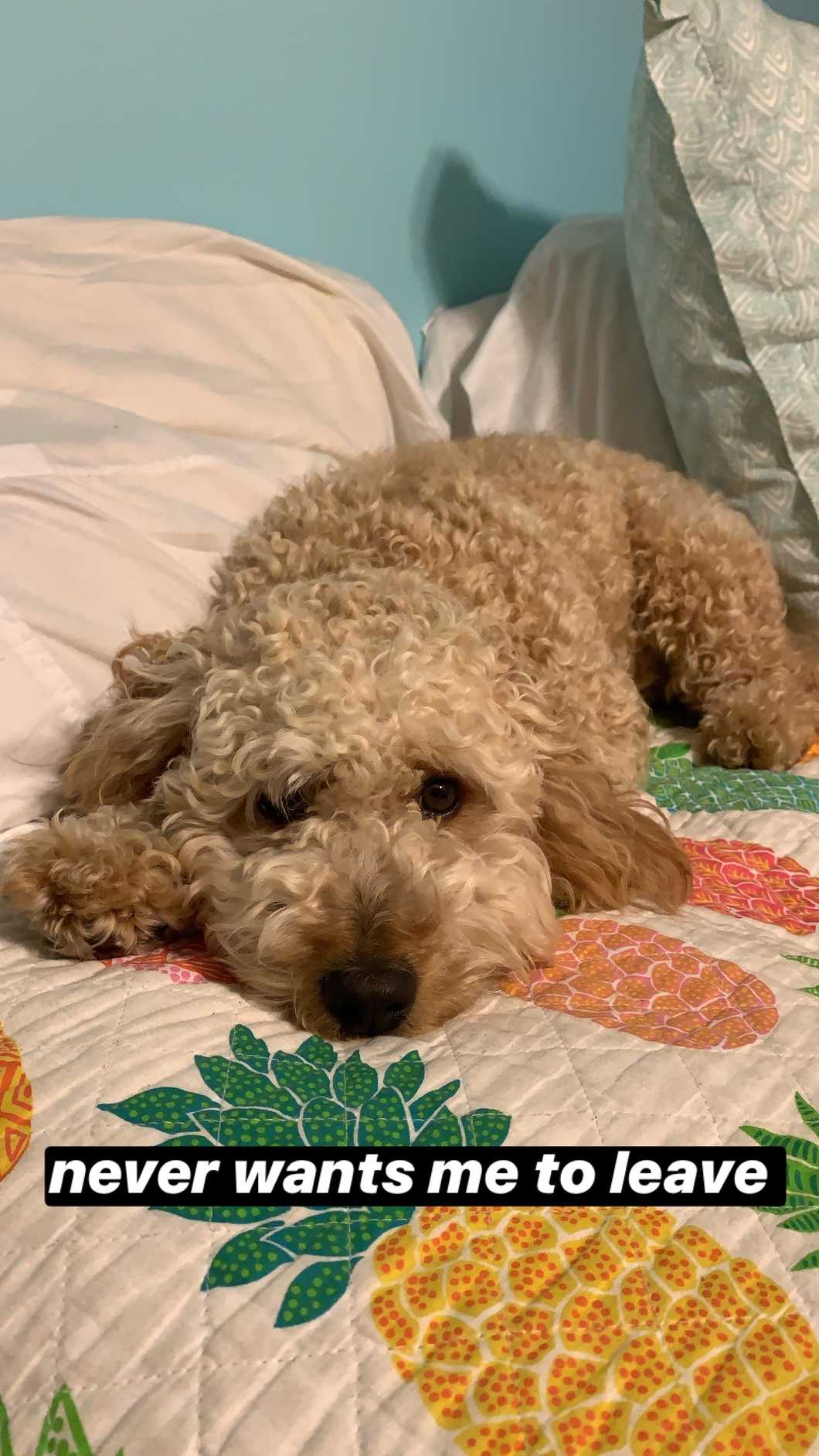 An Open Letter To My Humans As I Turn 1 This Weekend