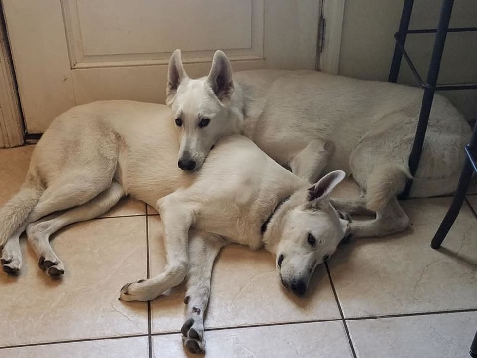 If You're Feeling The Semester Blues, My Dogs Will Be Your Solution