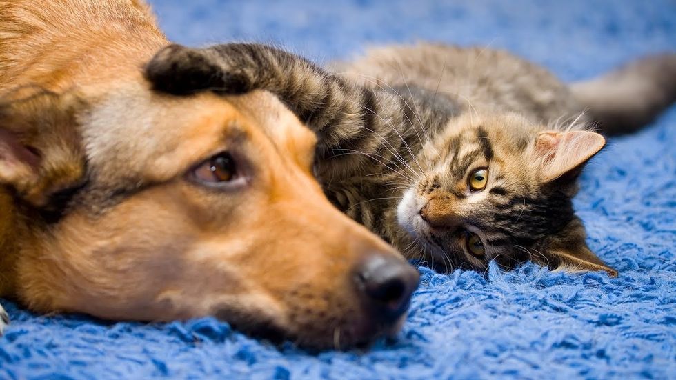 Why You Should Buy a Cat Instead of a Dog
