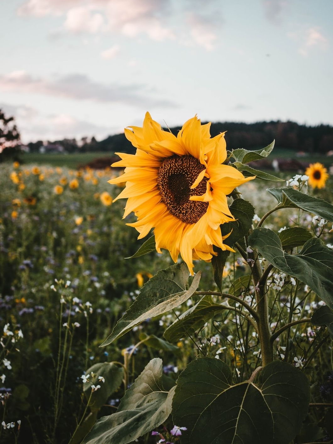 Poetry On Odyssey: Sunflower