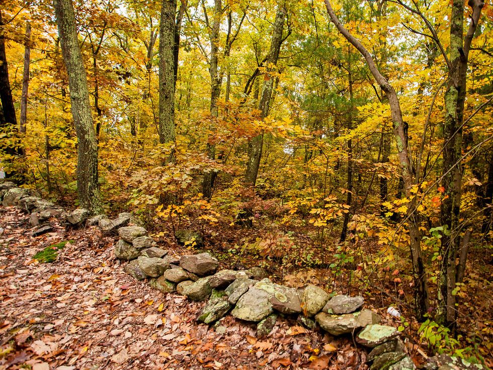 Poetry On Odyssey: My Yellow Wood