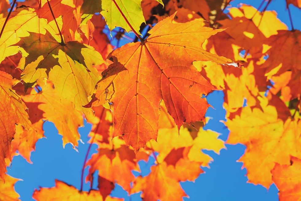 How To Have The Perfect Fall Morning On Campus