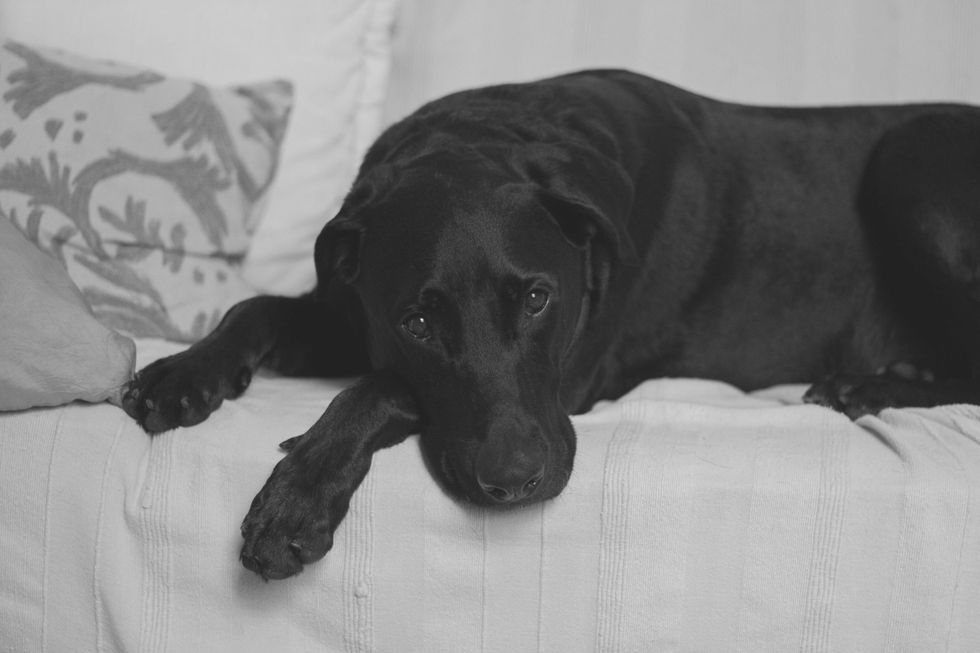 Poetry On The Odyssey: My Black Dog