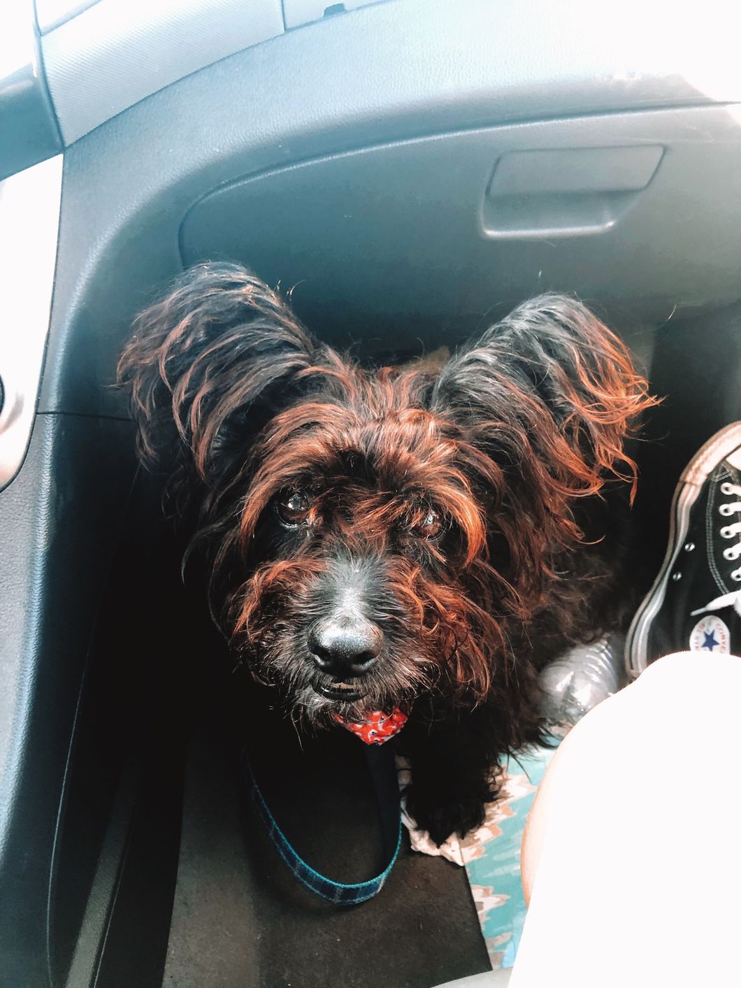 Having A Dog In College Is More Than Just Creating An Instagram Account For Your Pup