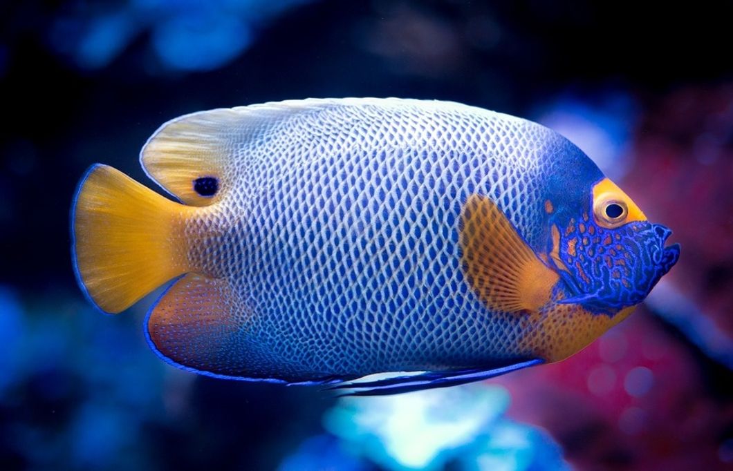10 Reasons A Fish Is The Perfect College Pet