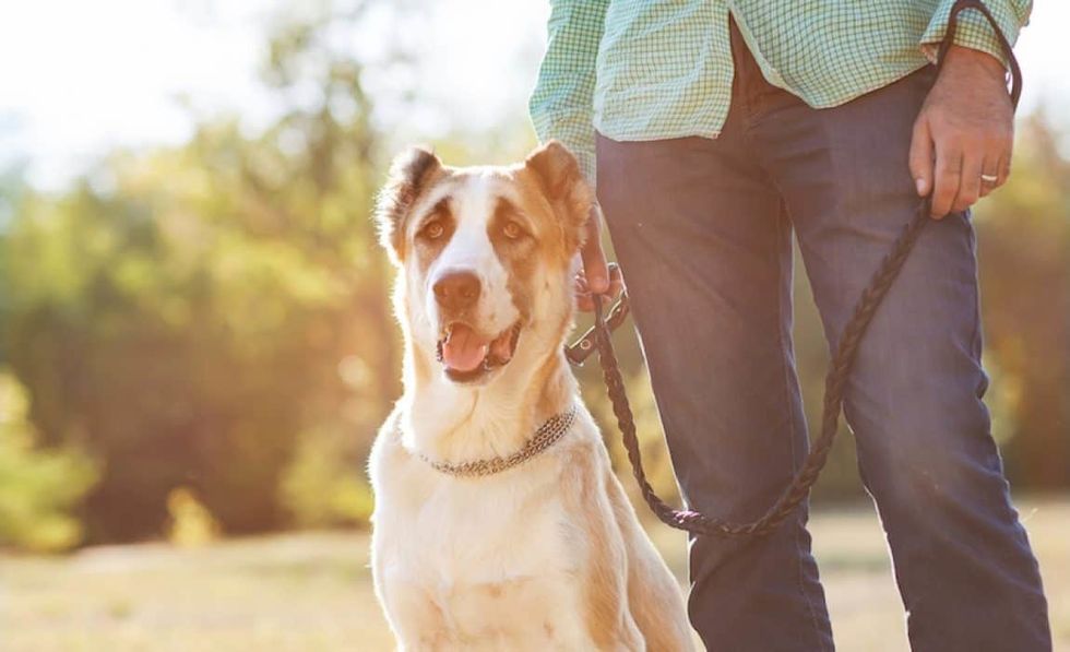 4 Things to look for when hiring a pet sitting company