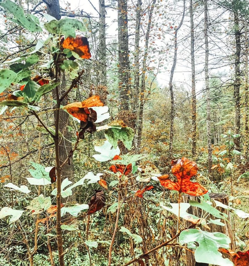 Set Intention In Your Season