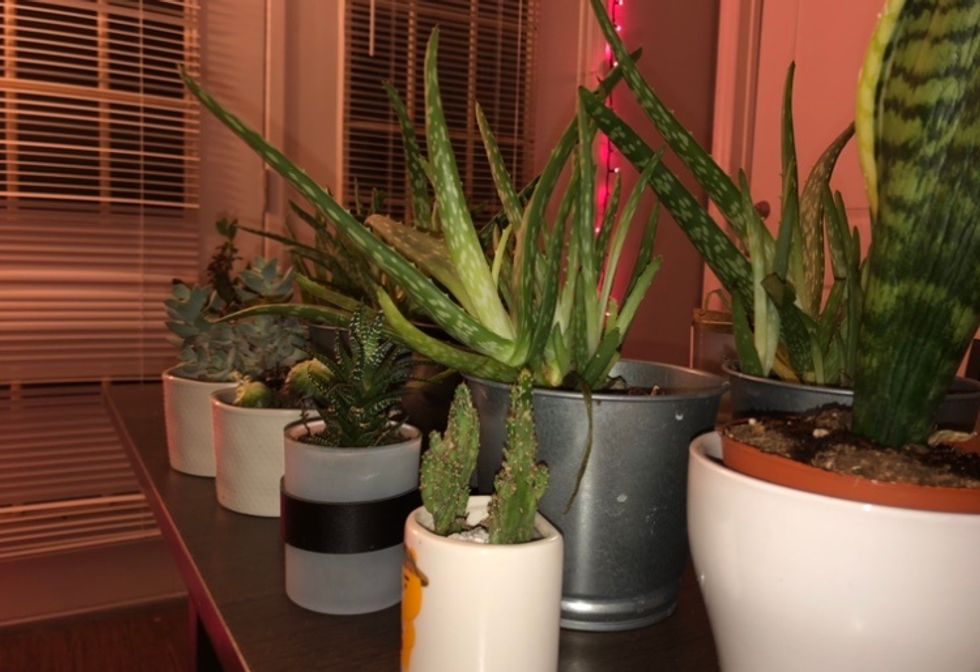 7 Things Every Plant Parent Definitely Says