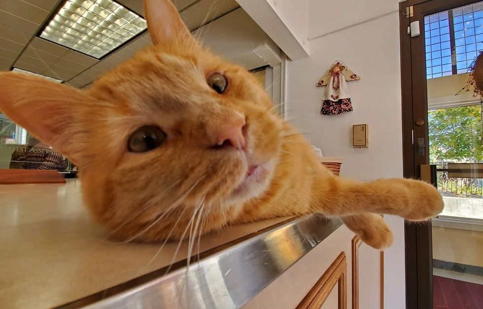 10 Ways Pumpkin The Cat Is Living A Better Life Than All Of Us