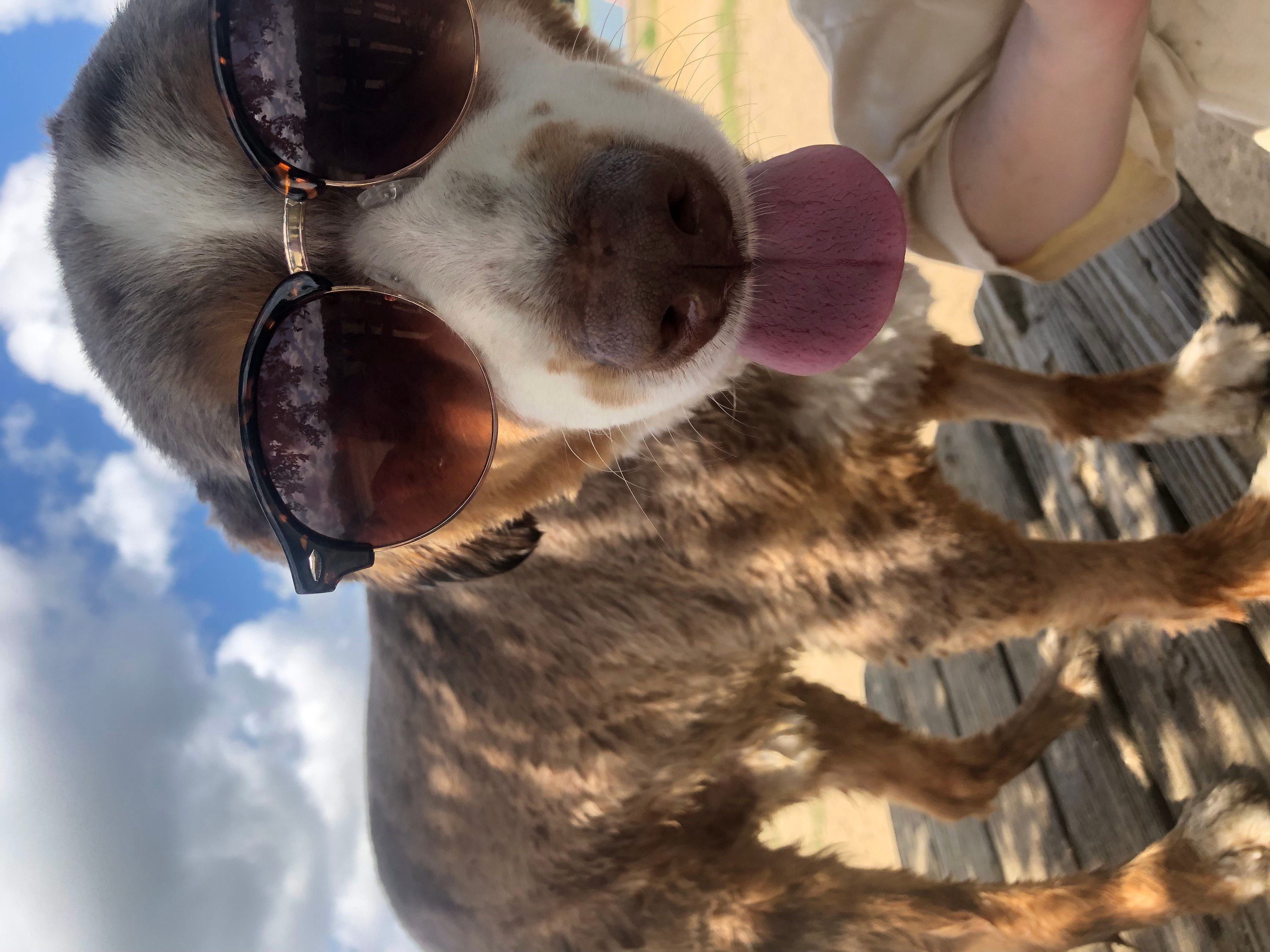 To my dog in heaven.