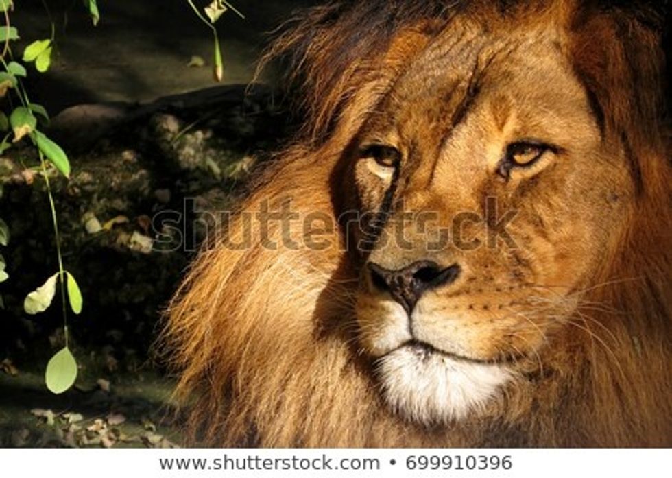 "He's Not a Tame Lion, But He's Good" (Lewis' Narnia series) 11/11/19