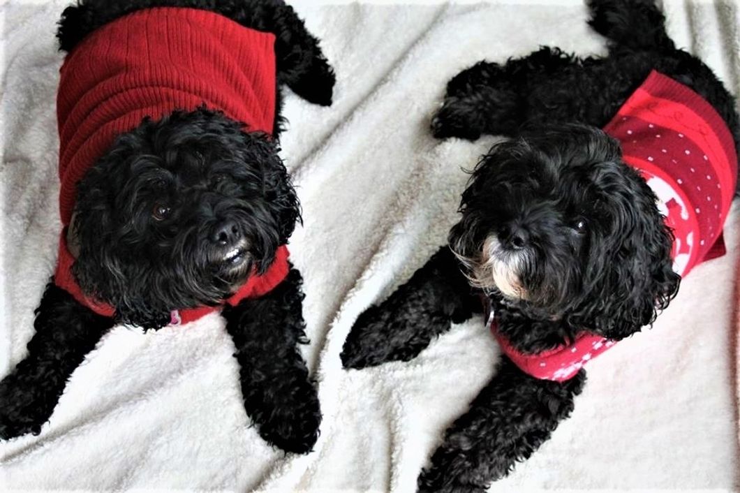 Why It's Scientifically Proven That Cockapoos Are The Best Kind Of Dogs