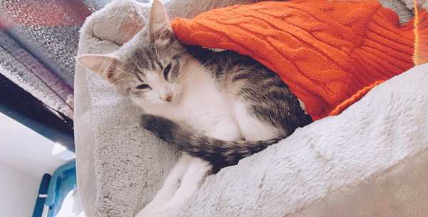 5 Purrfect Christmas Gifts For Cat People In Your Life That Prove We're The Superior Breed