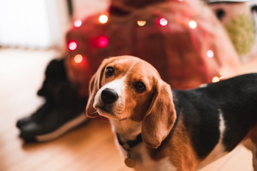 15 Pawfect Christmas Gifts For The Dog Lover In Your Life, Based On The Breed They Love The Most
