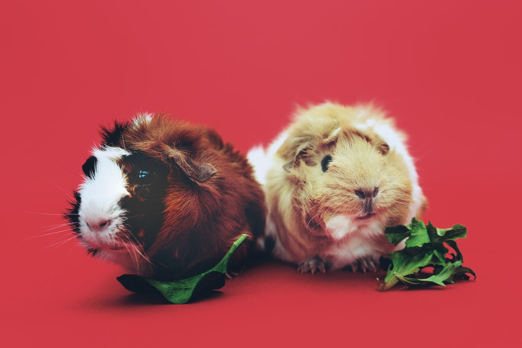 Guinea Pigs Make The Best Pets