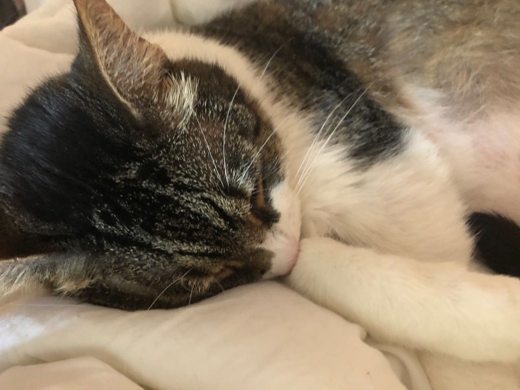 15 Reasons Why Cats Are Sometimes Better Company Than Humans