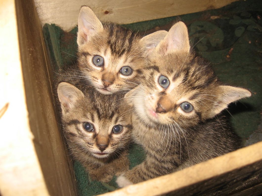 Why ESAs Are Crucial To Mental Health