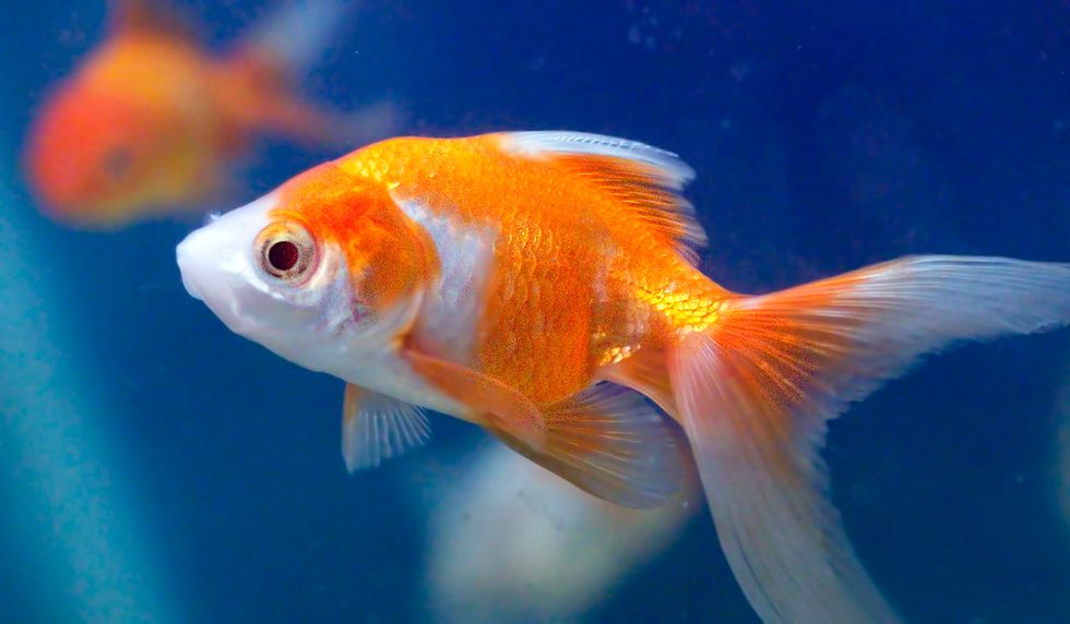 What I learned from my 4-year-old goldfish