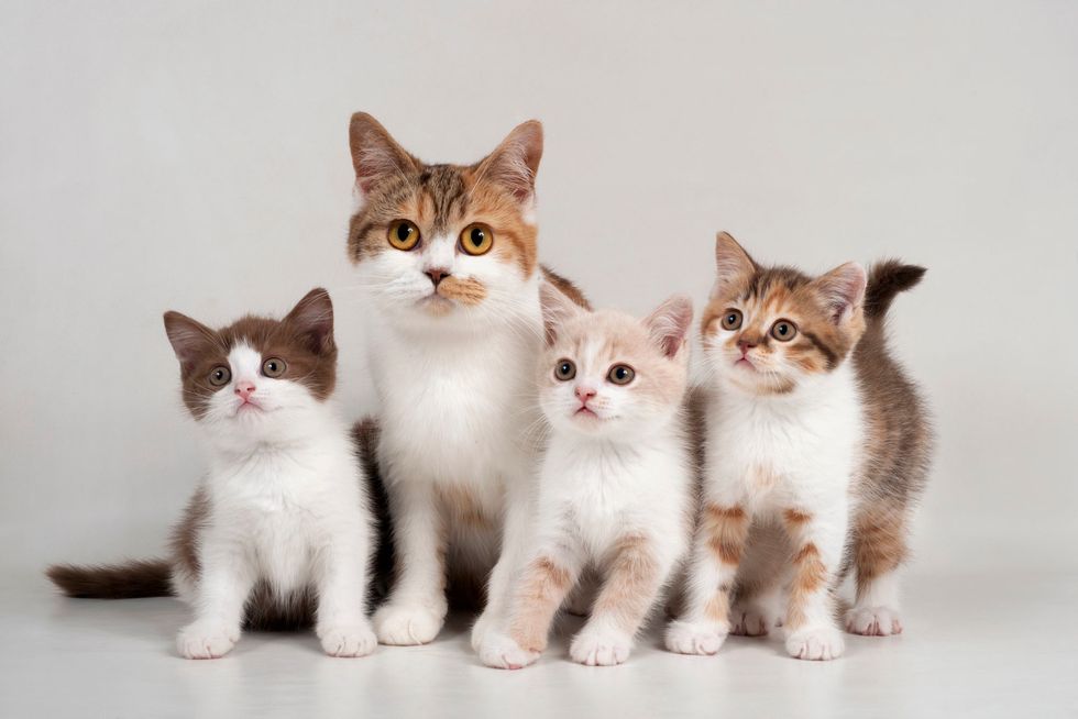 10 Adorable Cats to Motivate You During Finals Season