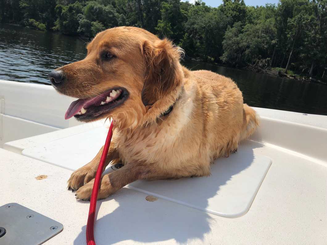 9 Lessons To Learn From Your Dog When Life Gets Ruff