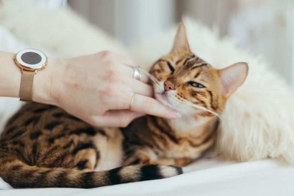 6 Ways to Keep your ESA Cat Happy and Healthy