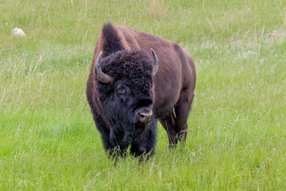 The Life-Changing Philosophy of the Bison