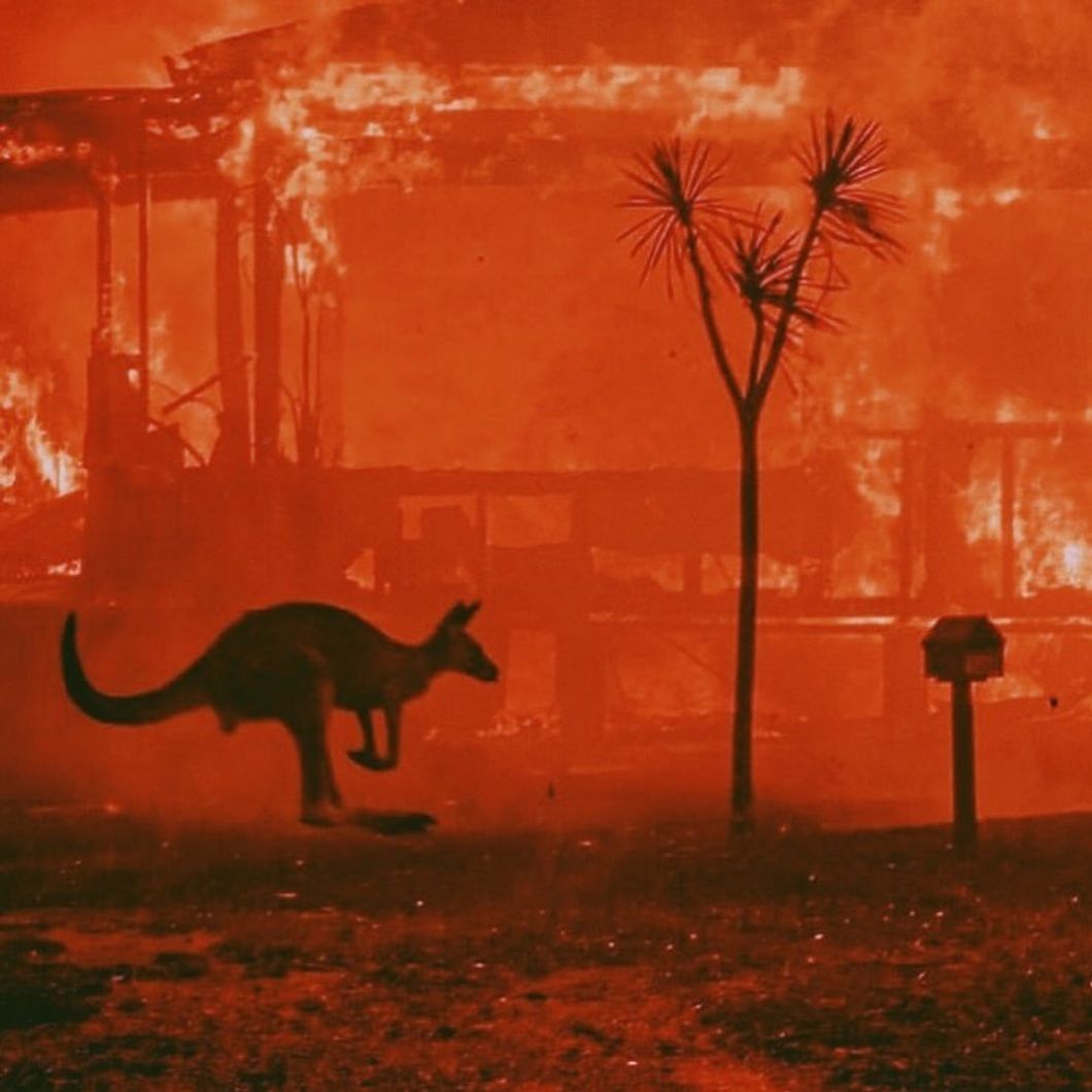 Because Of The Significant Loss of Biodiversity, The Devastation From The Australian Wildfires Is Especially Heartbreaking