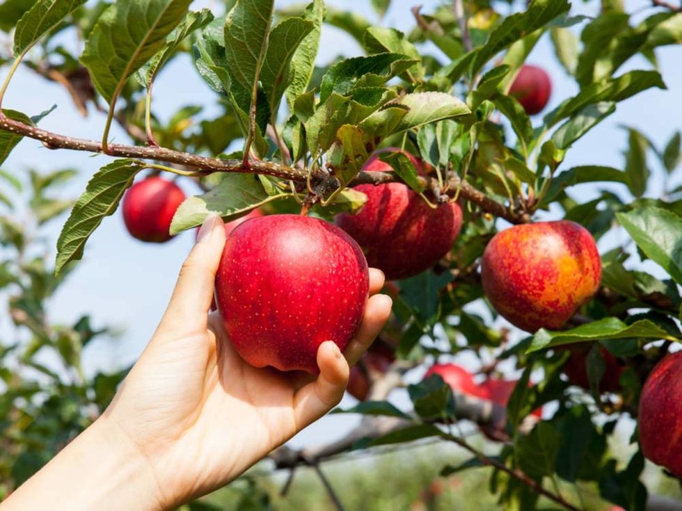 To The Single Girl Still Waiting For Her Man - We Are All Apples Waiting To Be Picked