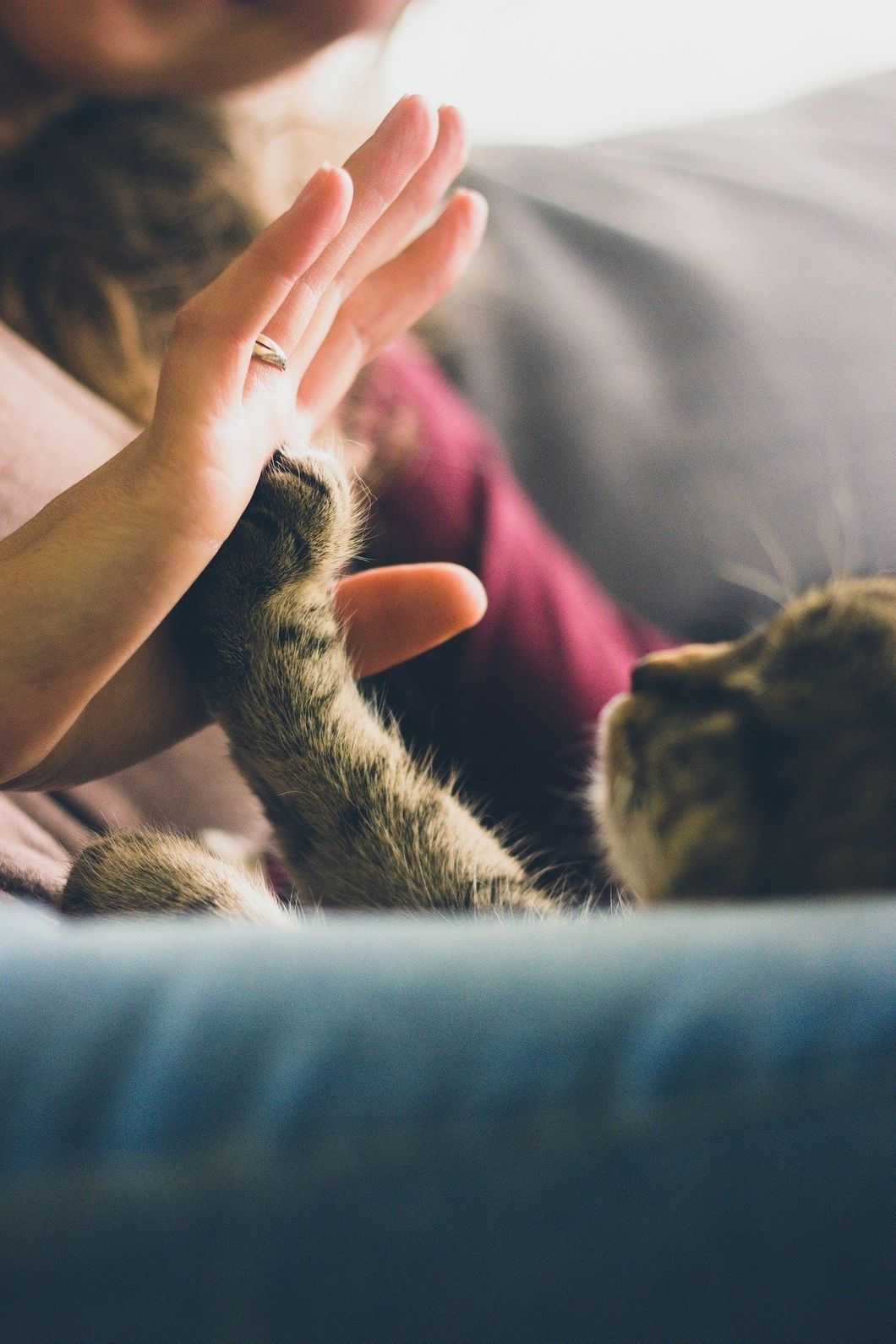 14 Signs You're A Crazy Cat Person