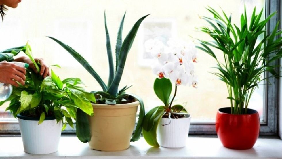 Top 6 Best Indoor Plants that Clean the Air and Removes Toxins, 2020