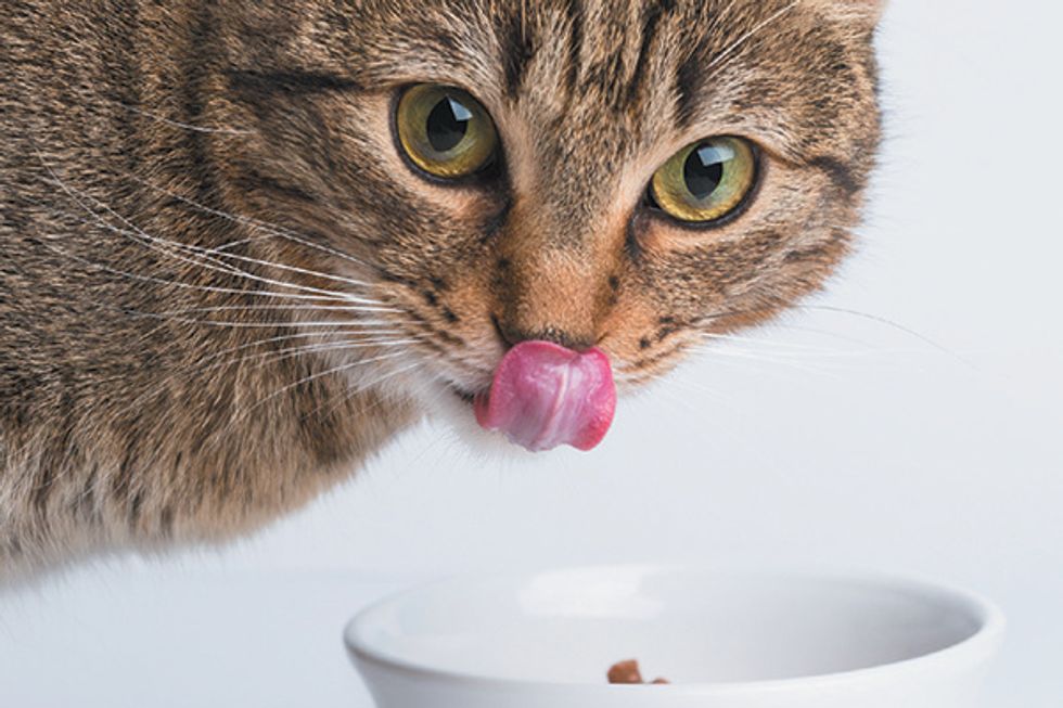 Wet cat food, everything you need to know!
