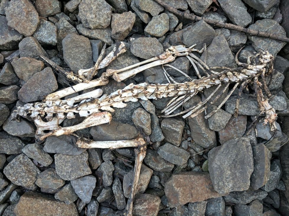 The Haunting Beauty of Vulture Culture