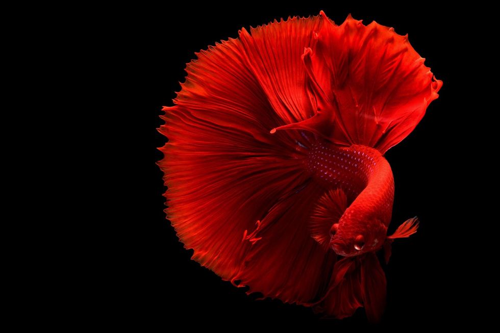 How to Care for a Betta Fish