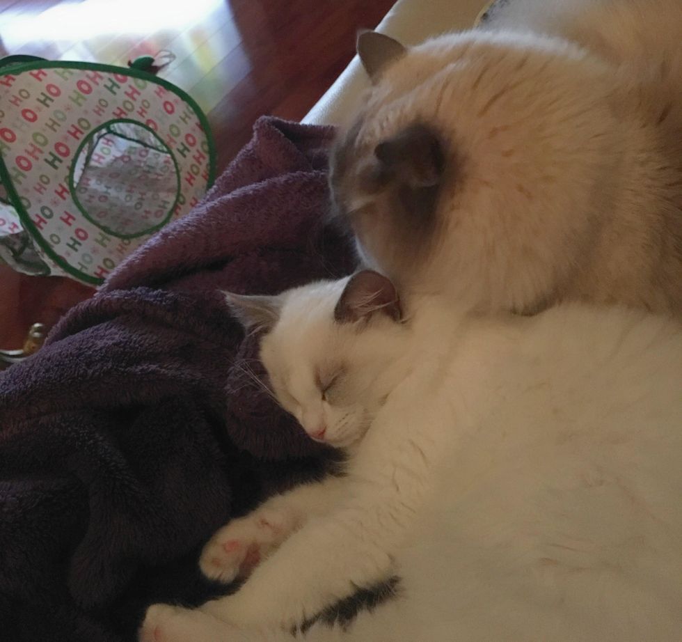 Meet My Cats: Leo & Lilly, The Fluffiest Ragdolls In All Of Florida