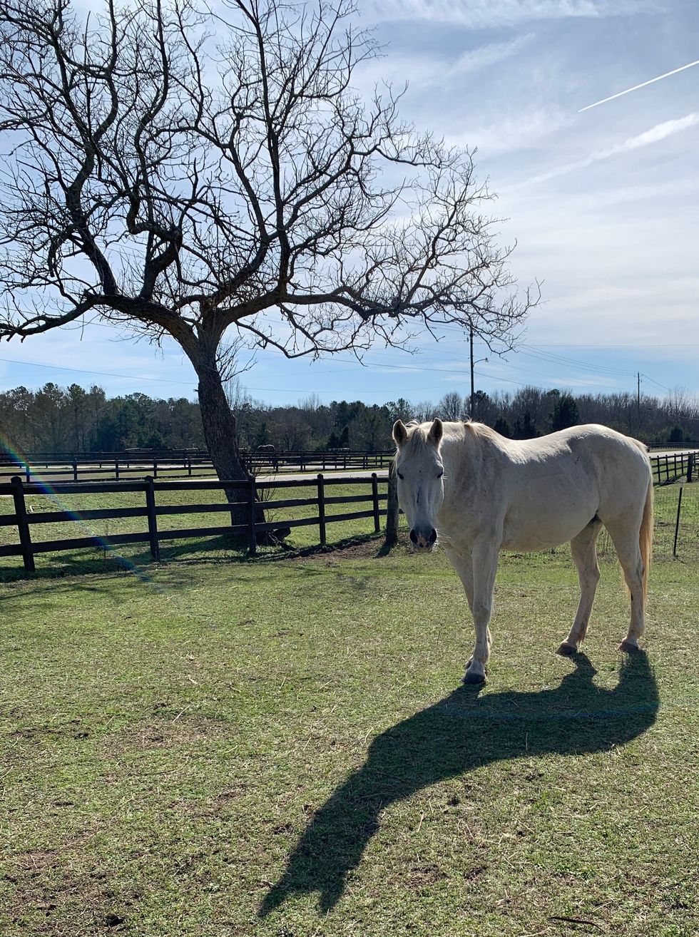 Meet My Horse: Bonnie Blue Who Lives In Alabama