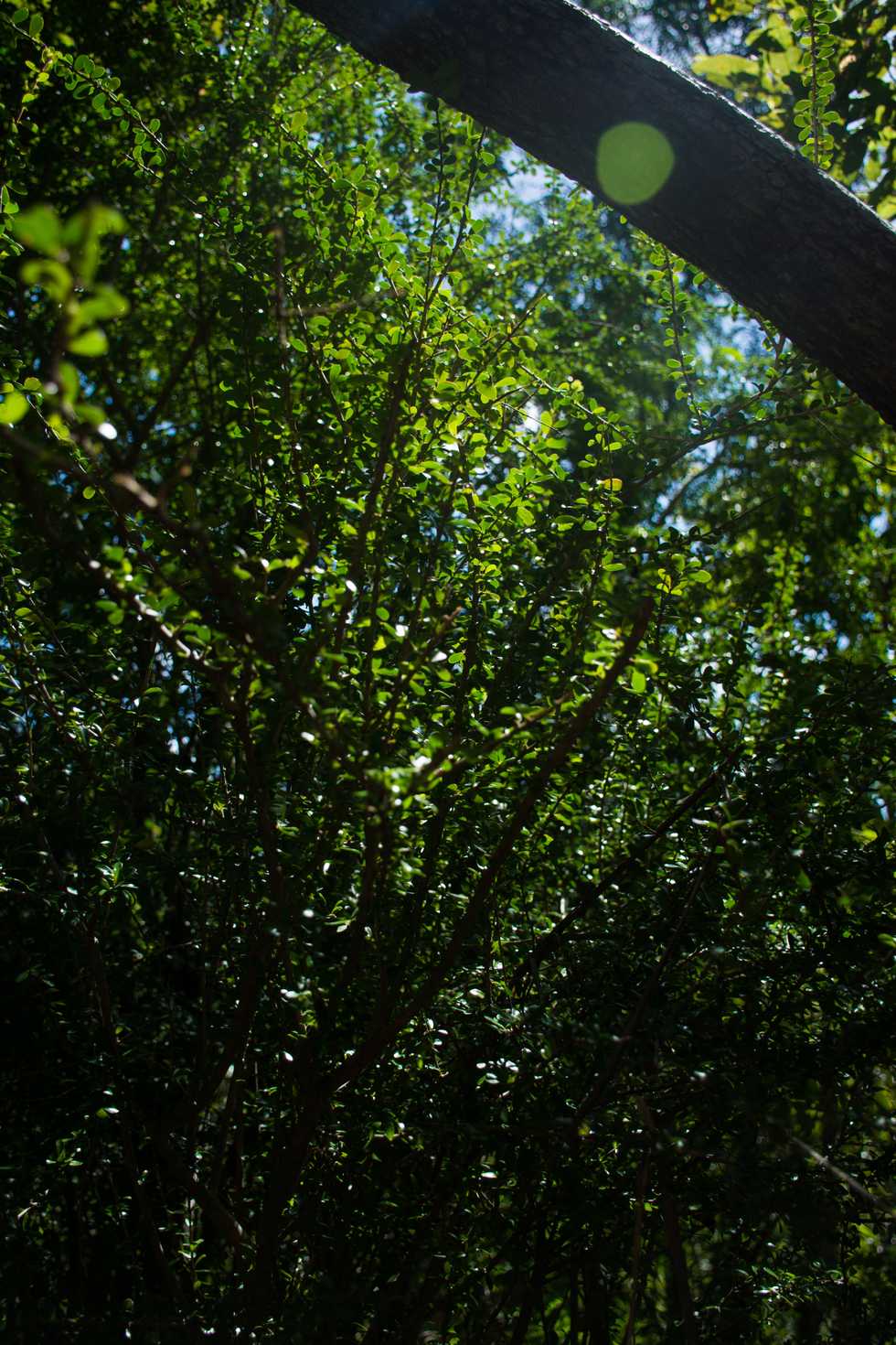 To The New Found Naturalists