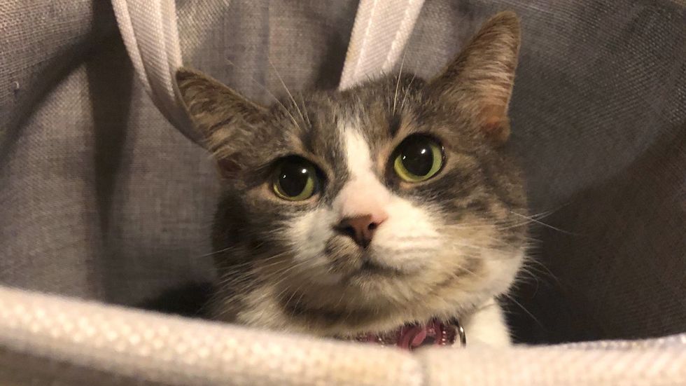 Meet Poki, My Silly Striped Cat