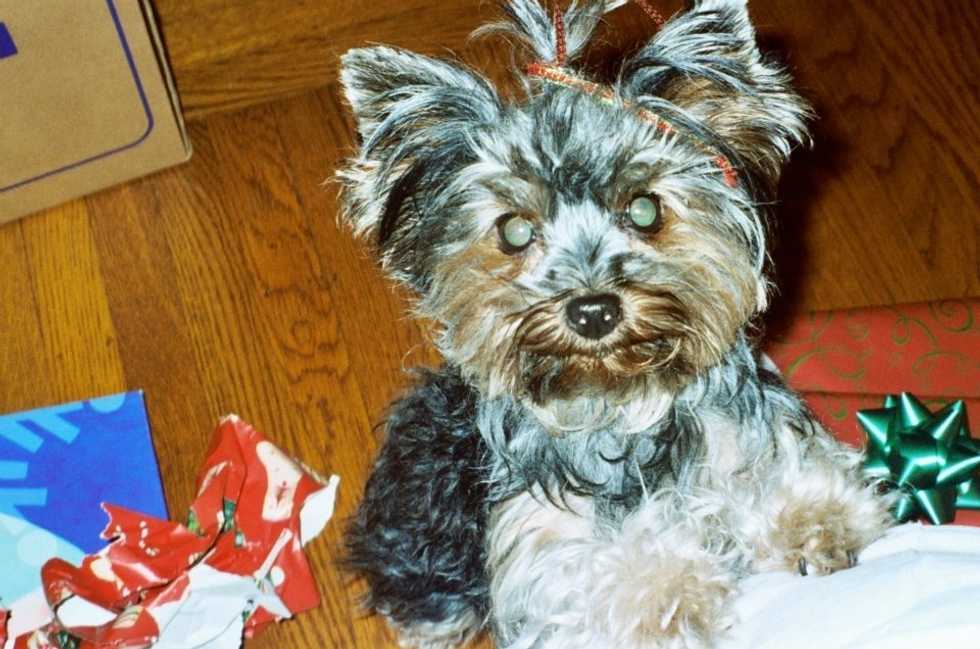 Meet My Yorkie: Cinny Who Lives In California