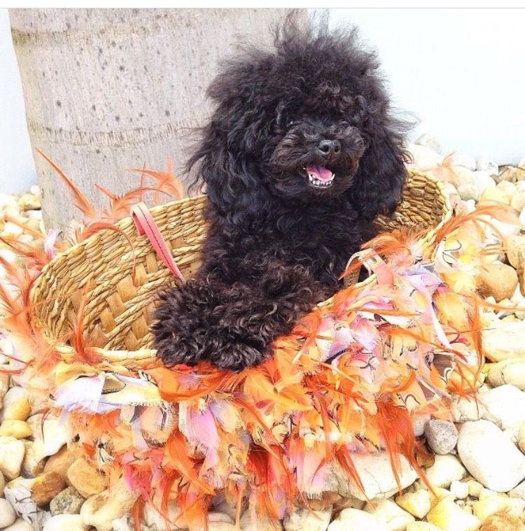 Meet My Dog: Cleo, A Teacup Poodle Living It Up In Miami