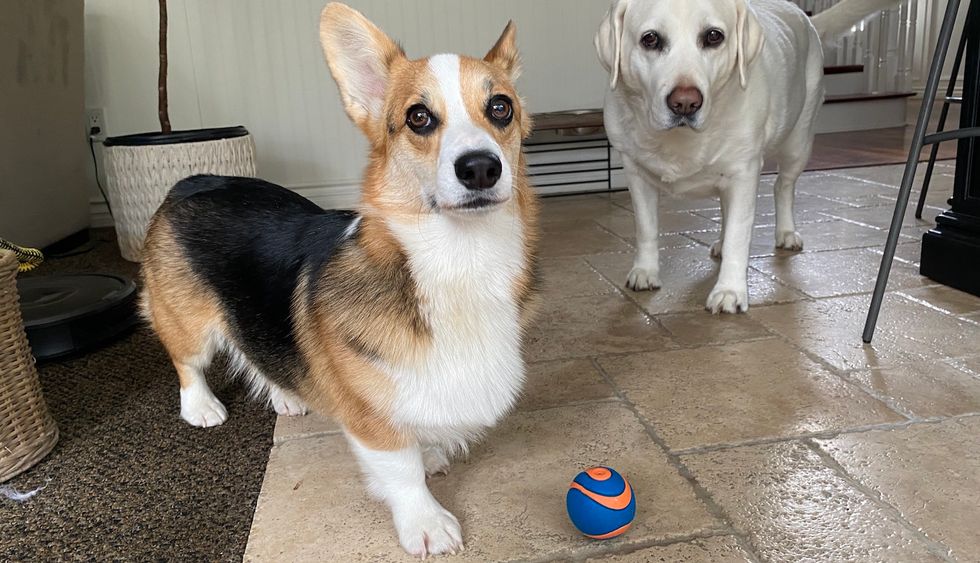 13 Gifts To Get Your Pet For Being The Best Quarantine Roommate EVER