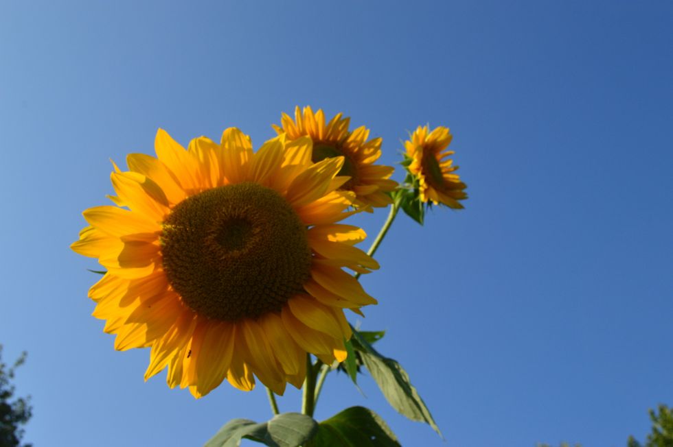 2020- World Cleansing