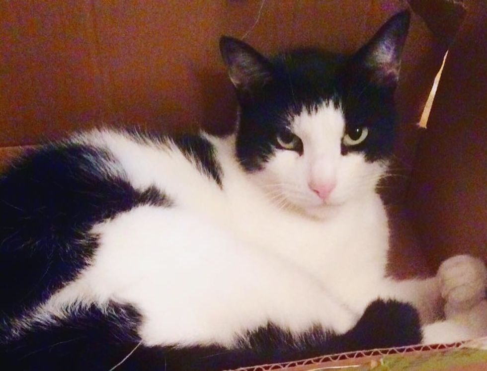 Meet My Cat, Gracie, Who Lives In Centereach