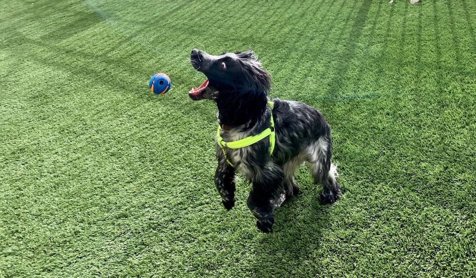 Pet Profile: My Crazy Cocker