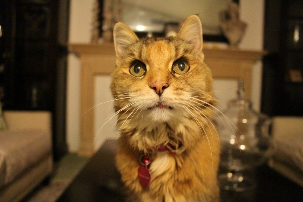 Why It's OK To Adopt Or Shop For A Pet