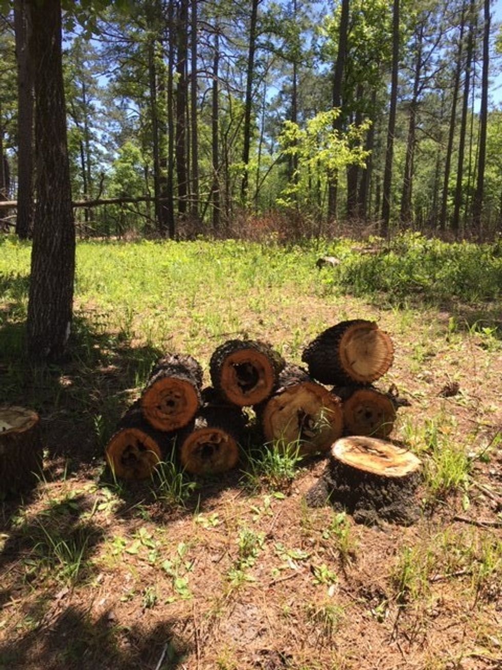 North Carolina State Park Trails are Open